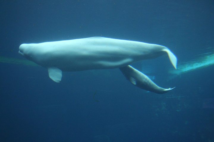 Белухи на Белом море: где и когда увидеть